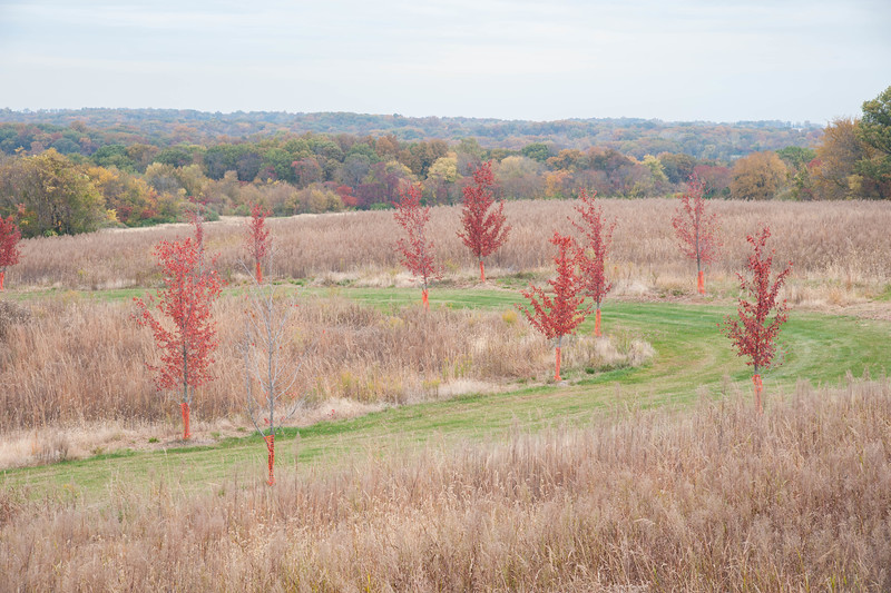 principia cross country course